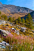 Valle di Rhemes, bosco di larici.